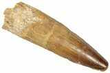Fossil Spinosaurus Tooth - Feeding Worn Tooth #357813-1